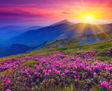 valley of flowers